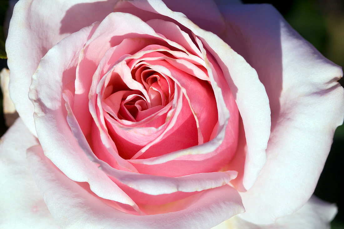 Hybrid tea rose (Rosa 'Savoy Hotel')