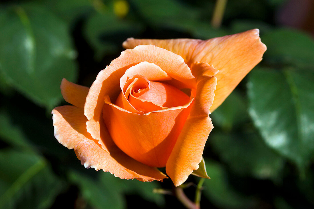 Hybrid tea rose (Rosa 'Just Joey')
