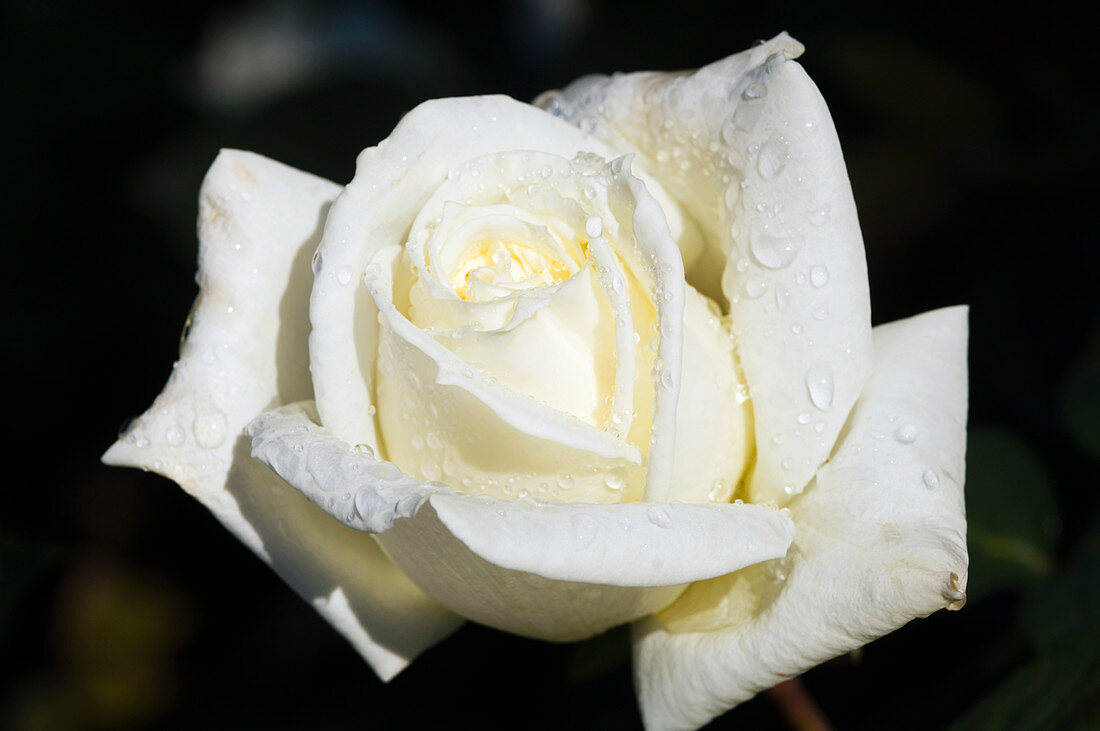 Hybrid tea rose (Rosa 'Polar Star')