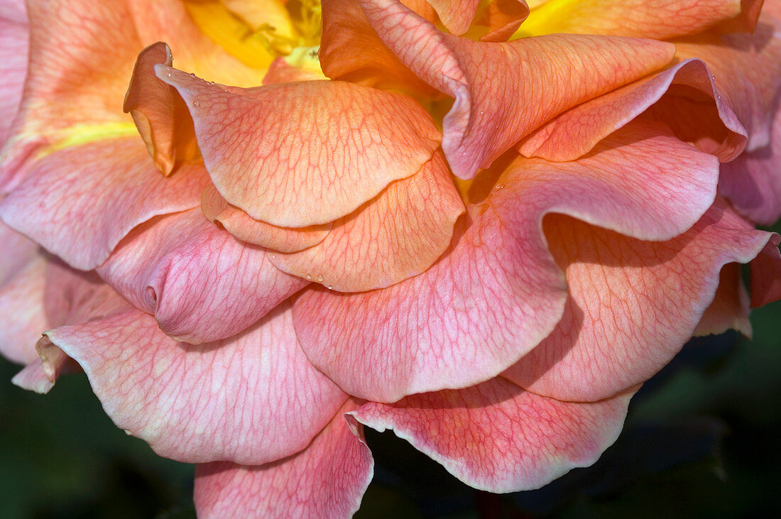 Hybrid tea rose (Rosa 'Can-Can')