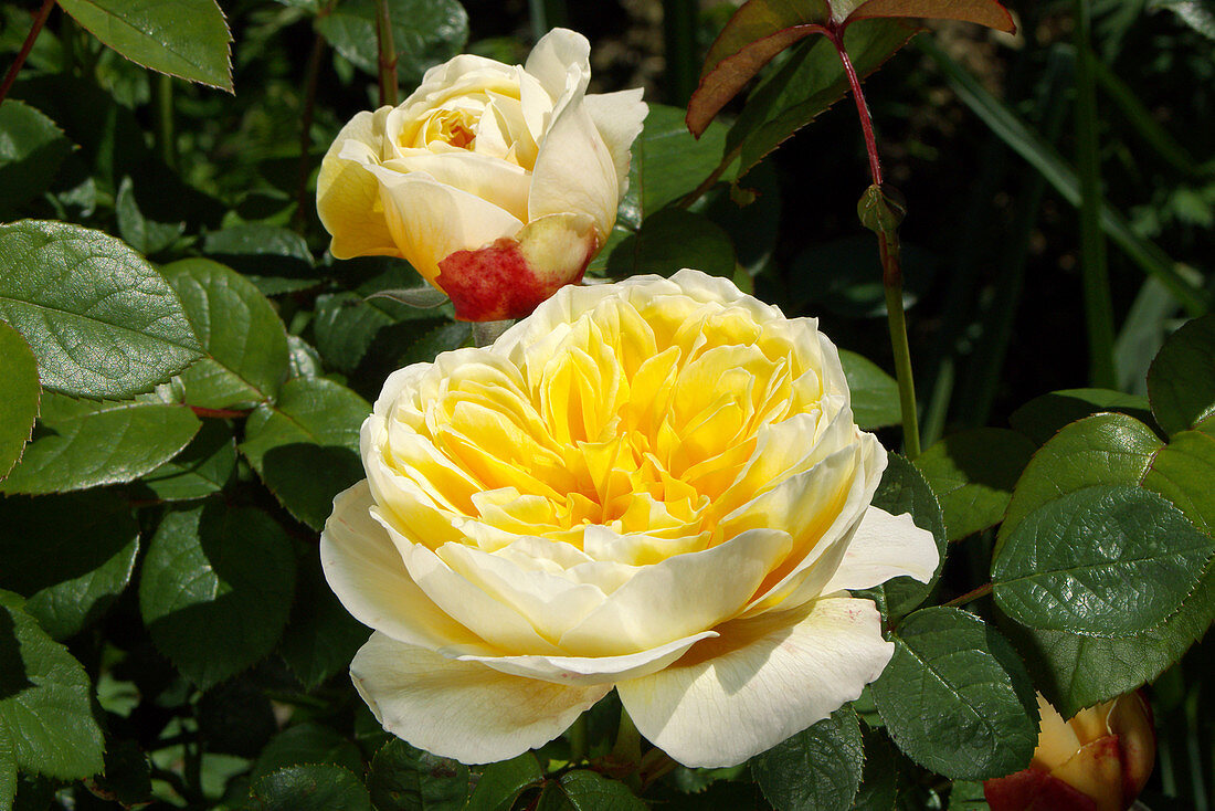 Roses (Rosa Charlotte = 'Auspoly')