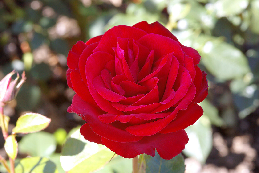 Rose (Rosa Malcolm Sargent = 'Harwharry')