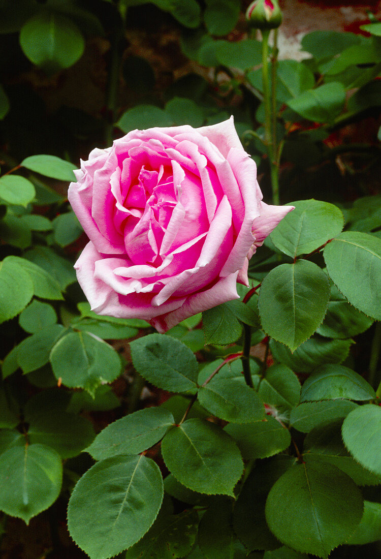 Rose (Rosa 'Caroline Testout')