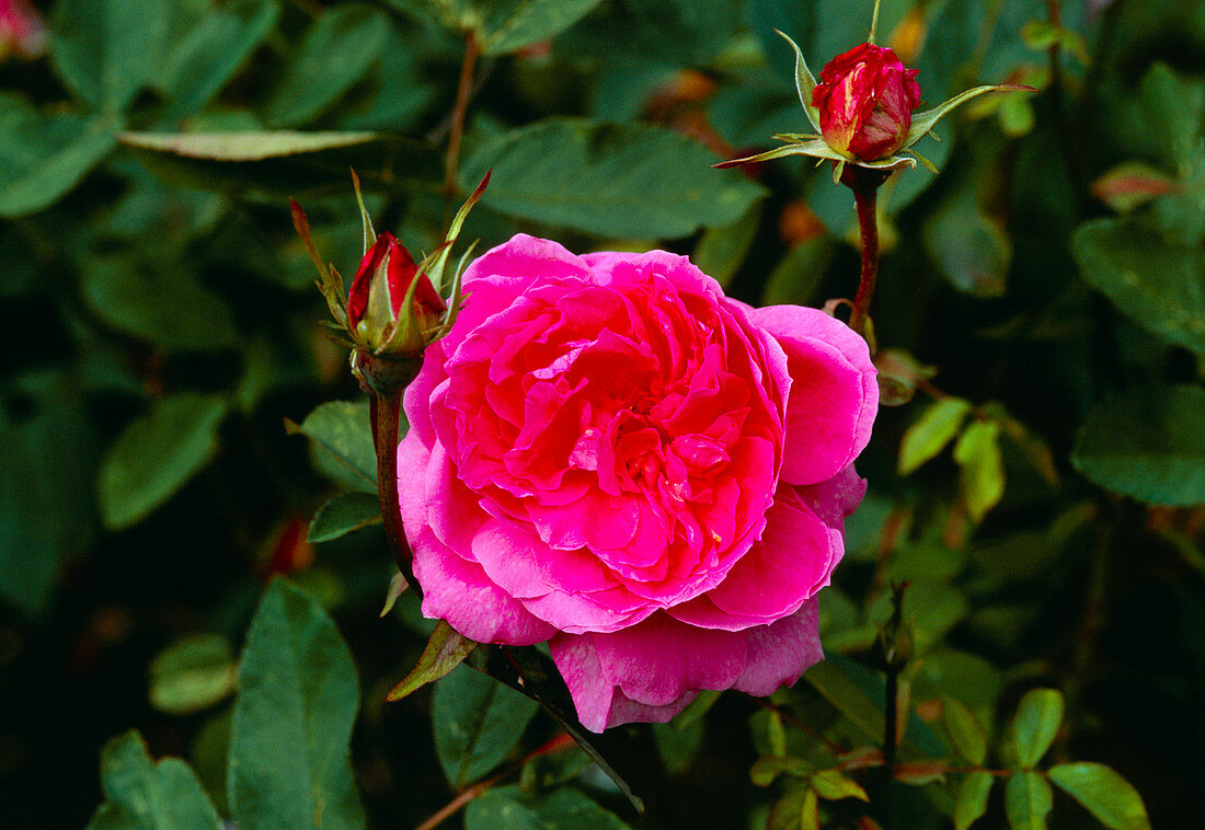 Rose (Rosa rugosa 'The Mayflower')