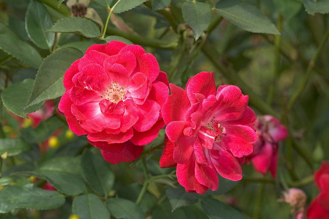 China rose (Rosa 'Fabvier')