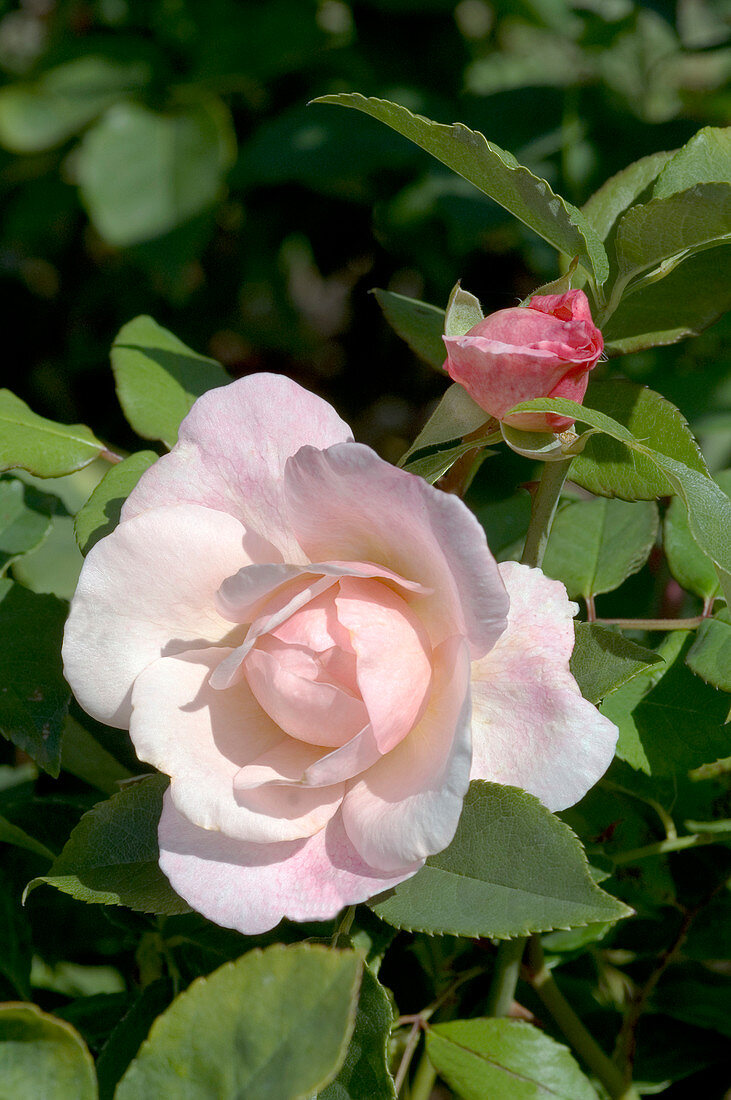 China rose (Rosa 'Irene Watts')