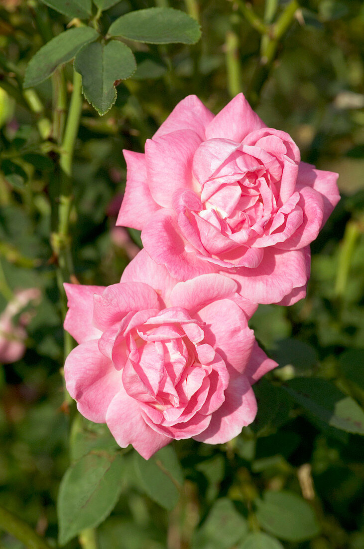 China-Bourbon rose (Rosa 'Hermosa')