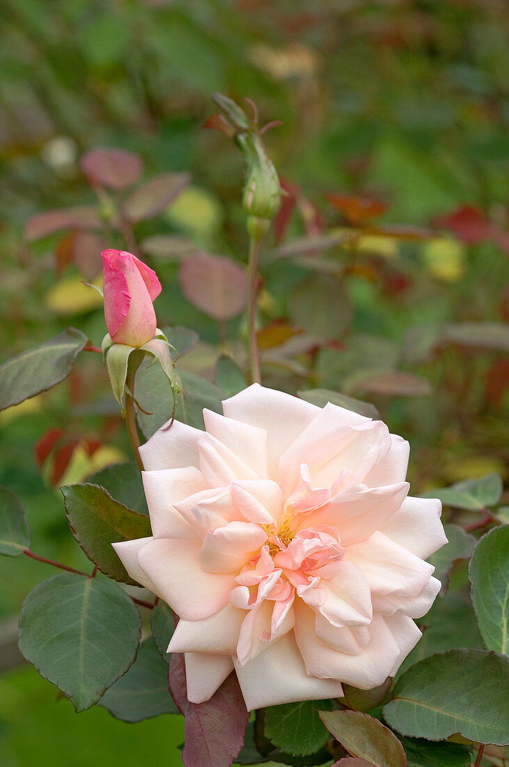 Hybrid tea rose (Rosa 'Nabonnand')