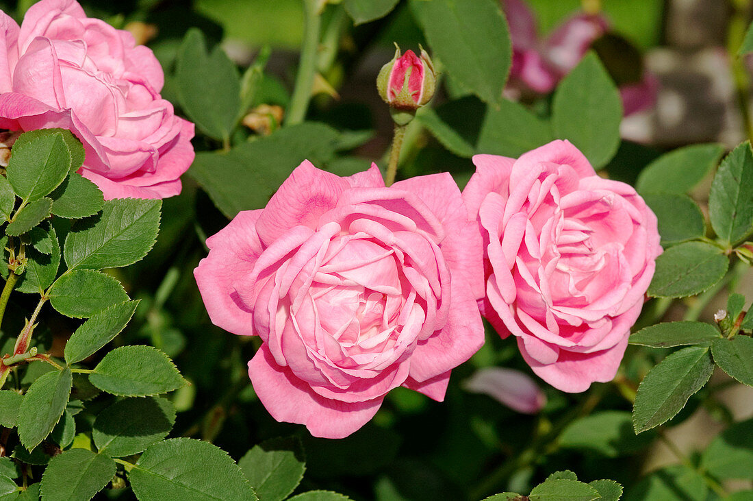 Bourbon rose (Rosa 'Setina')