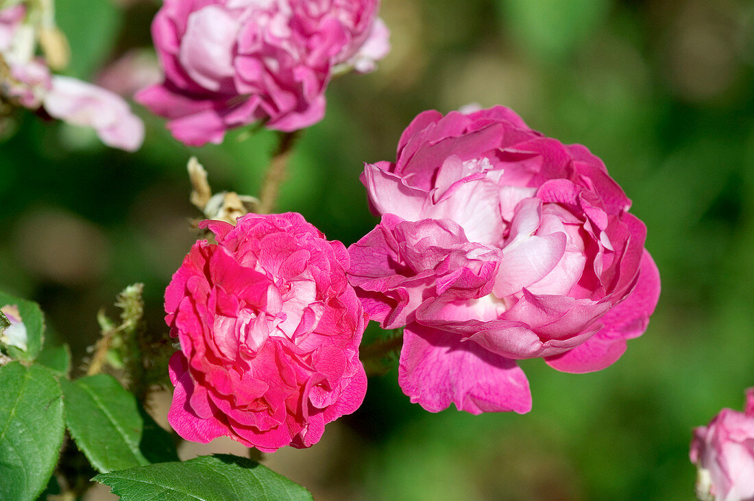 Moss rose (Rosa 'William Lobb')