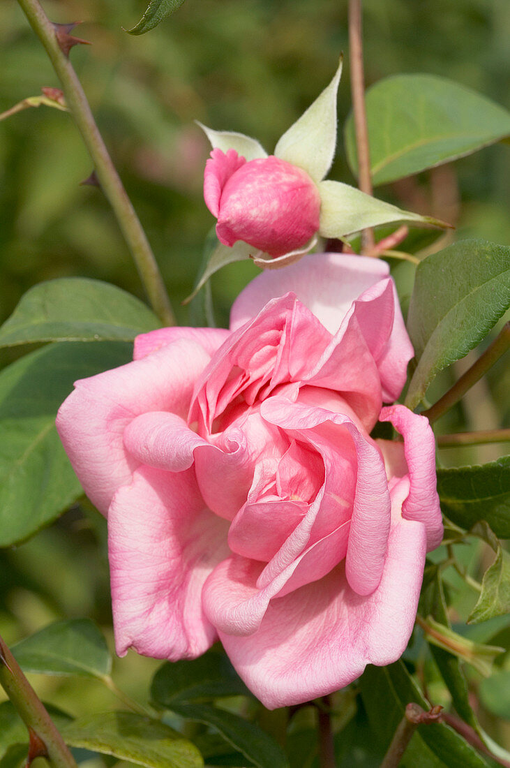 Hybrid tea rose (Rosa 'Andreola Vettori')