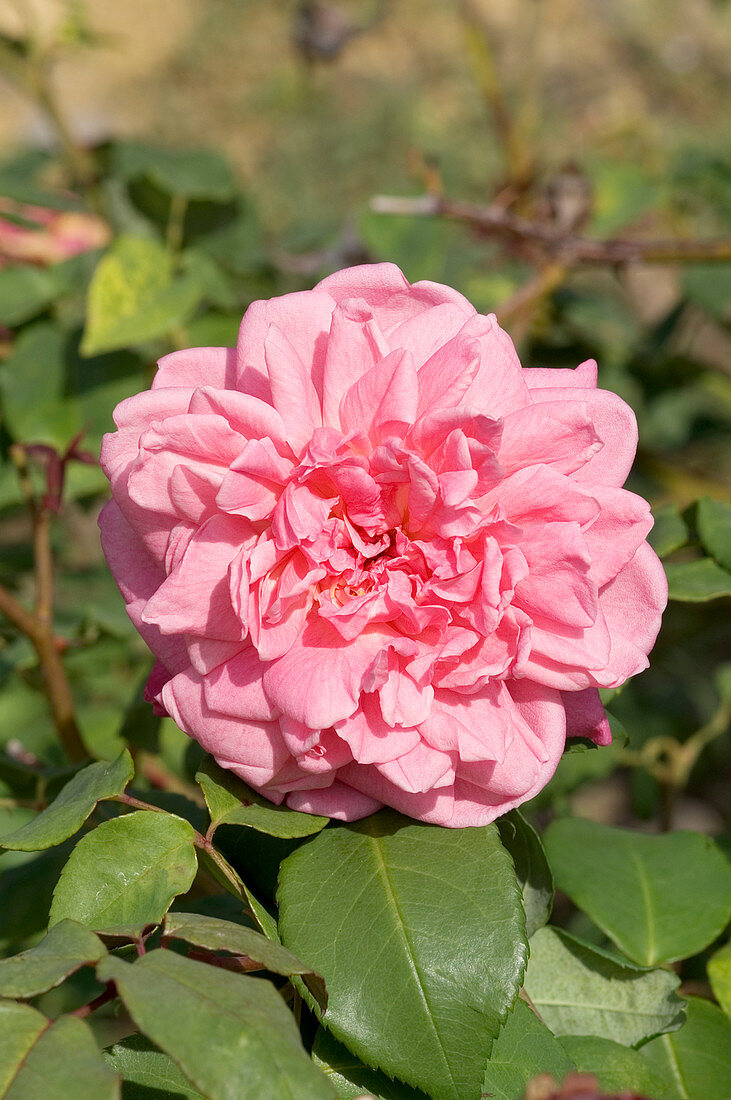 Hybrid tea rose (Rosa 'Mrs B.R. Cant')