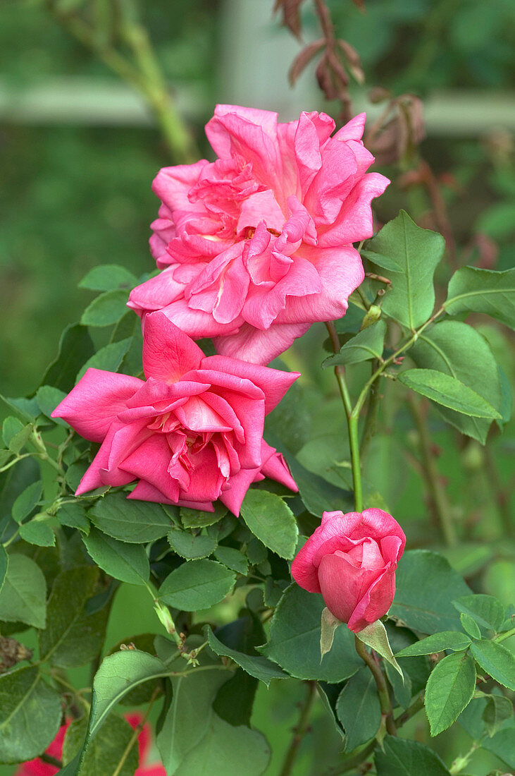 Rose (Rosa 'Freiher von Marshall')