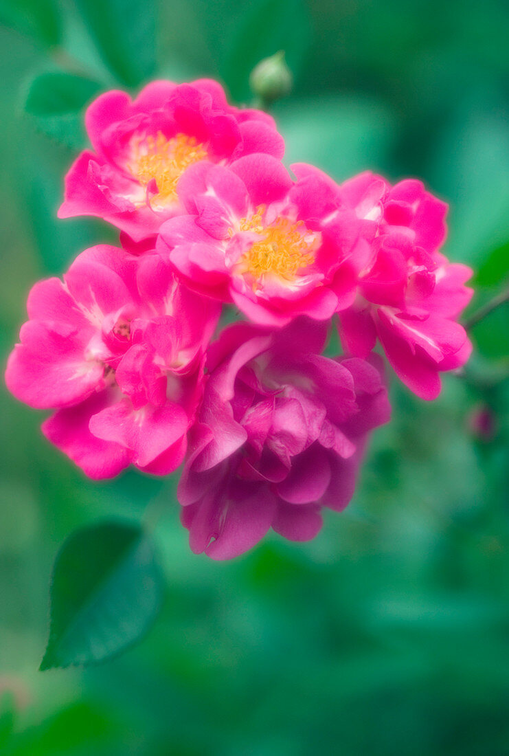 Rose (Rosa rugosa)