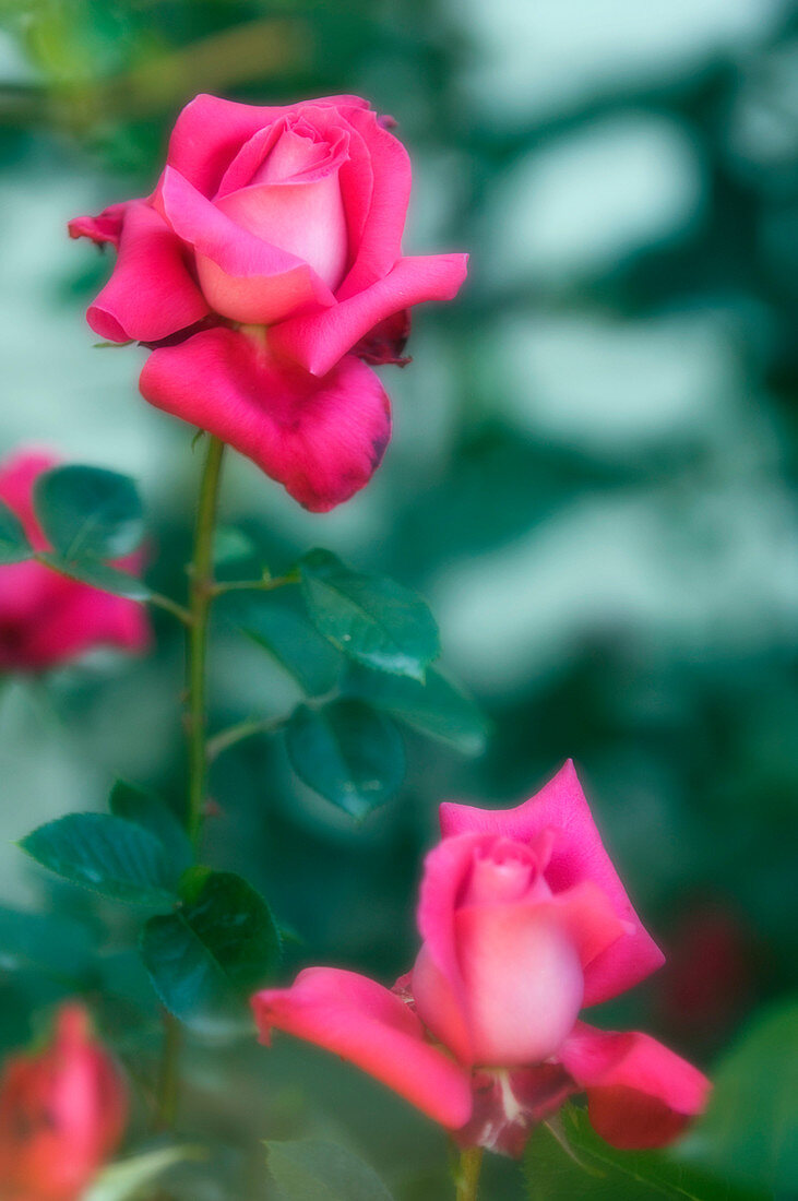 Tea roses (Rosa sp.)
