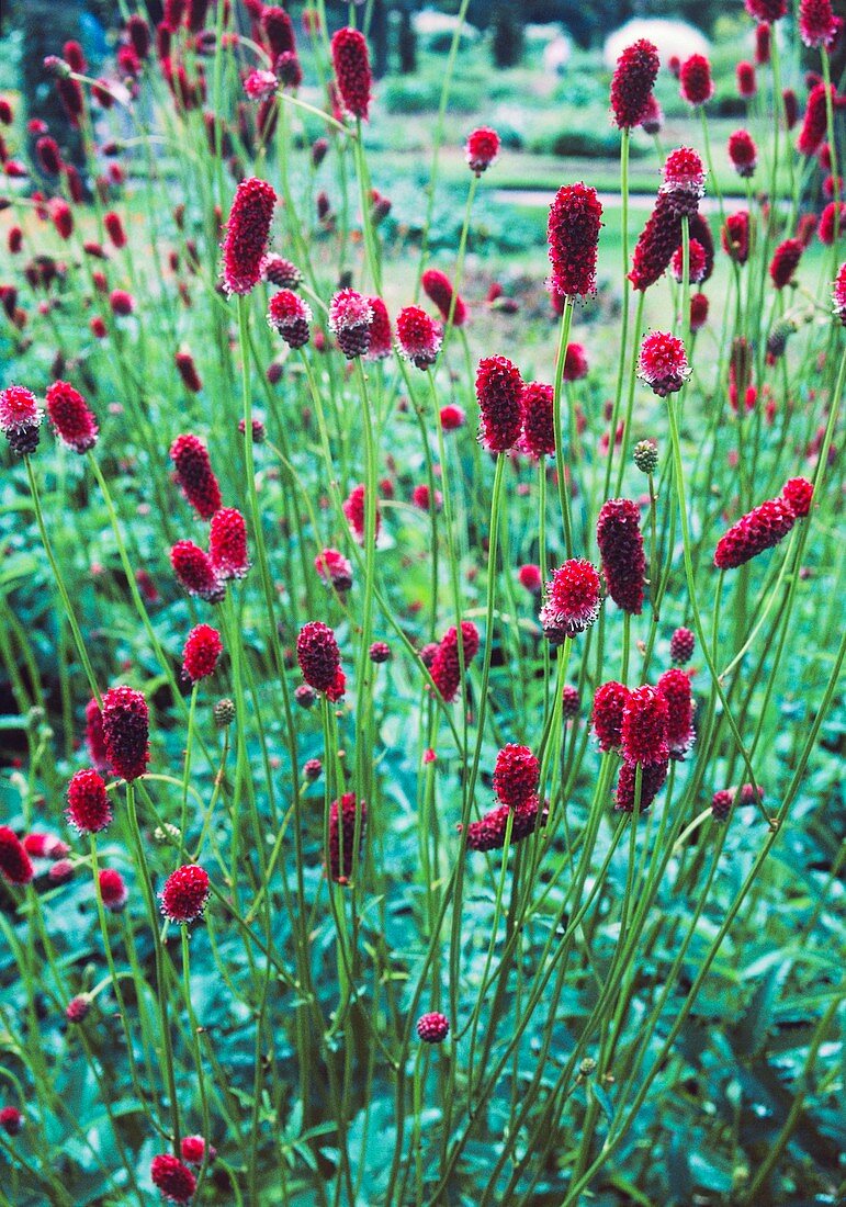 Sanguisorba officinalis