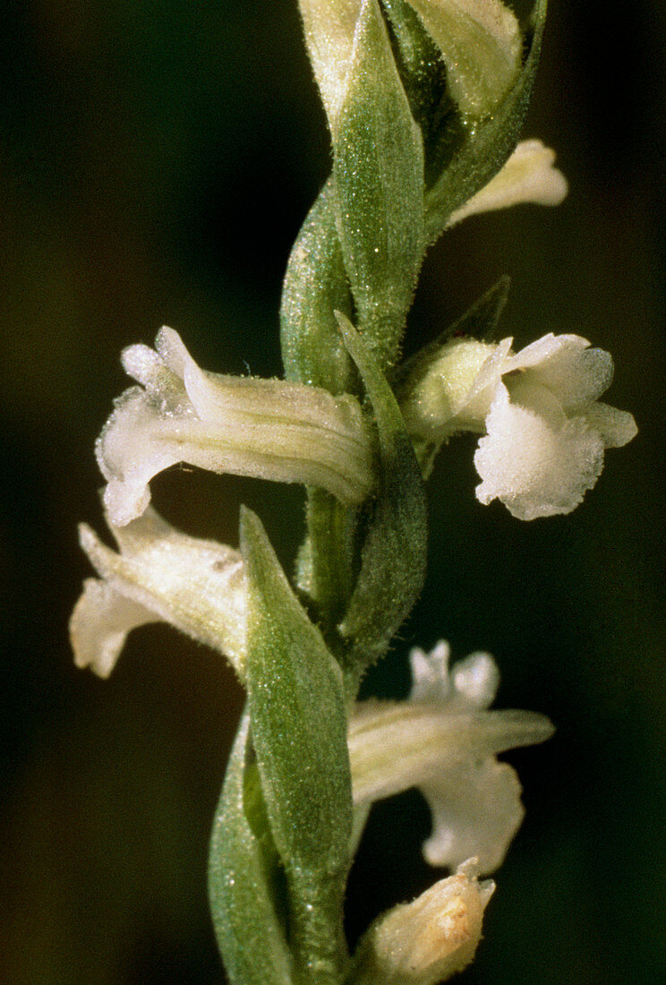 Spiranthes aestivalis