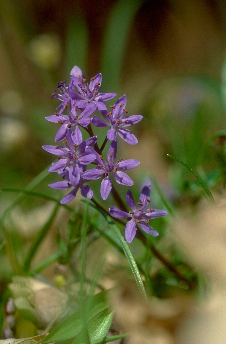 Scilla bifolia