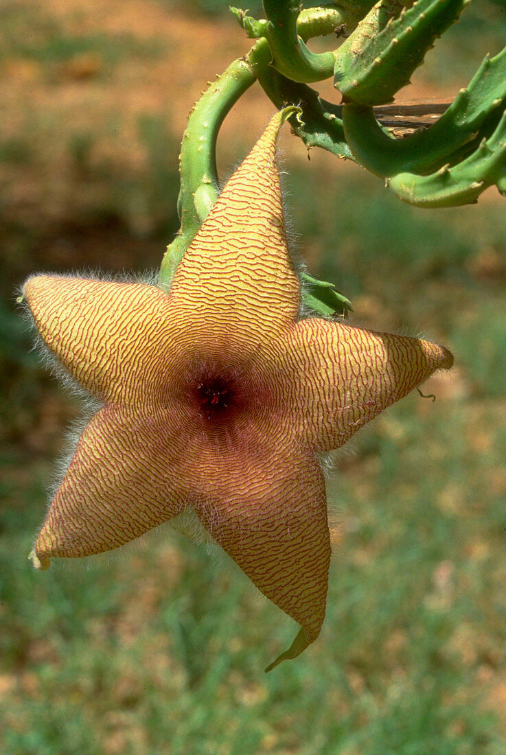 Stapelia grandiflora