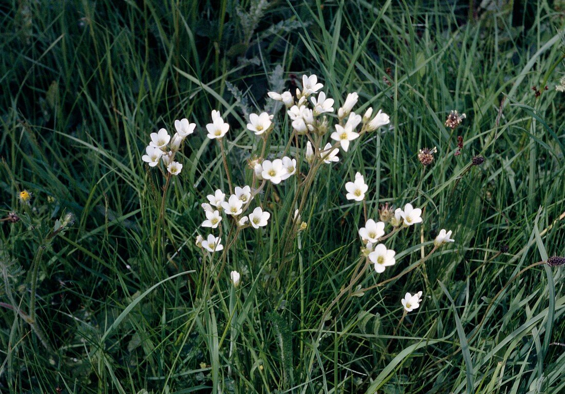 Saxifraga granulata