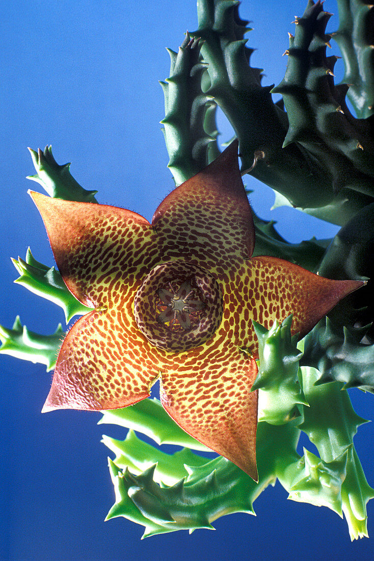 Carrion flower (Stapelia sp.)