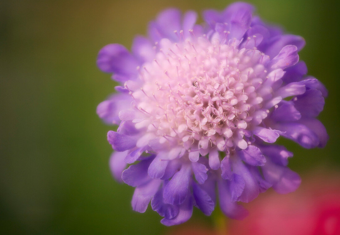 Pincushion flower (Scabiosa caucasica)