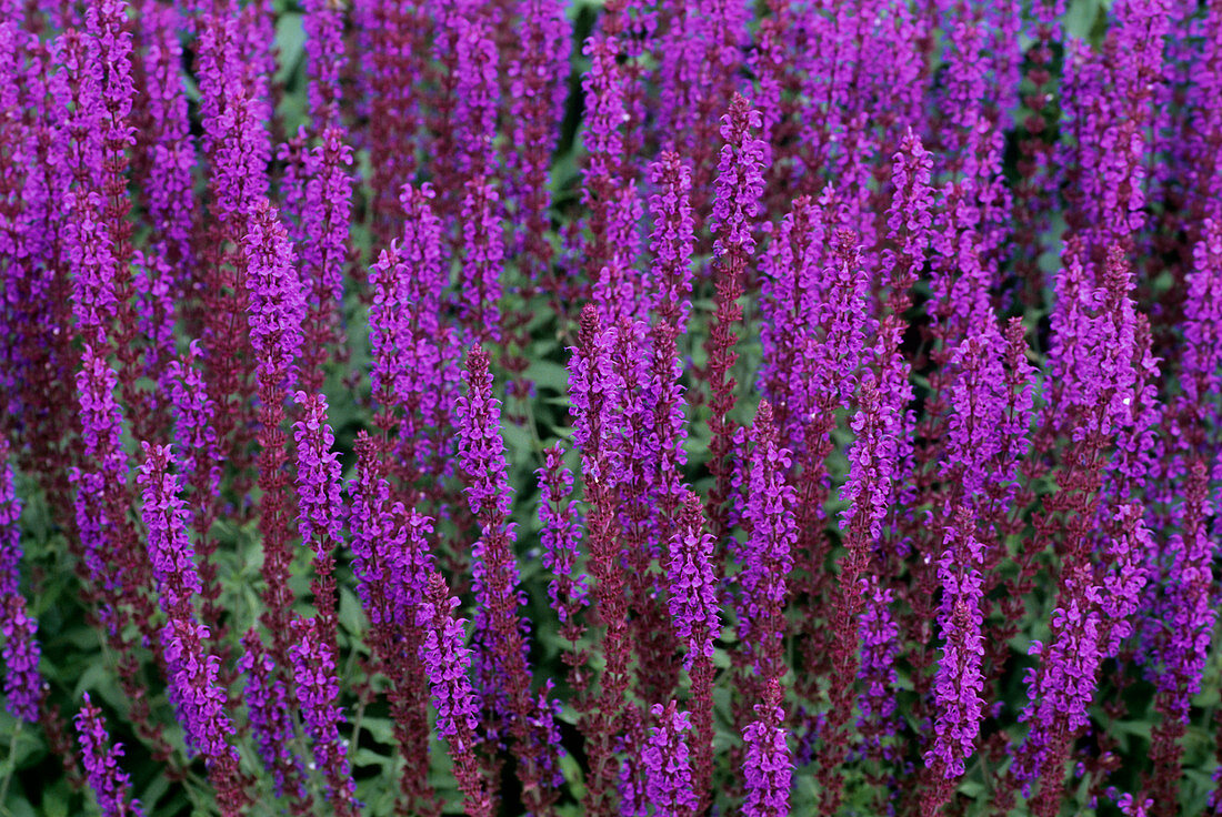 Sage (Salvia nemorosa)