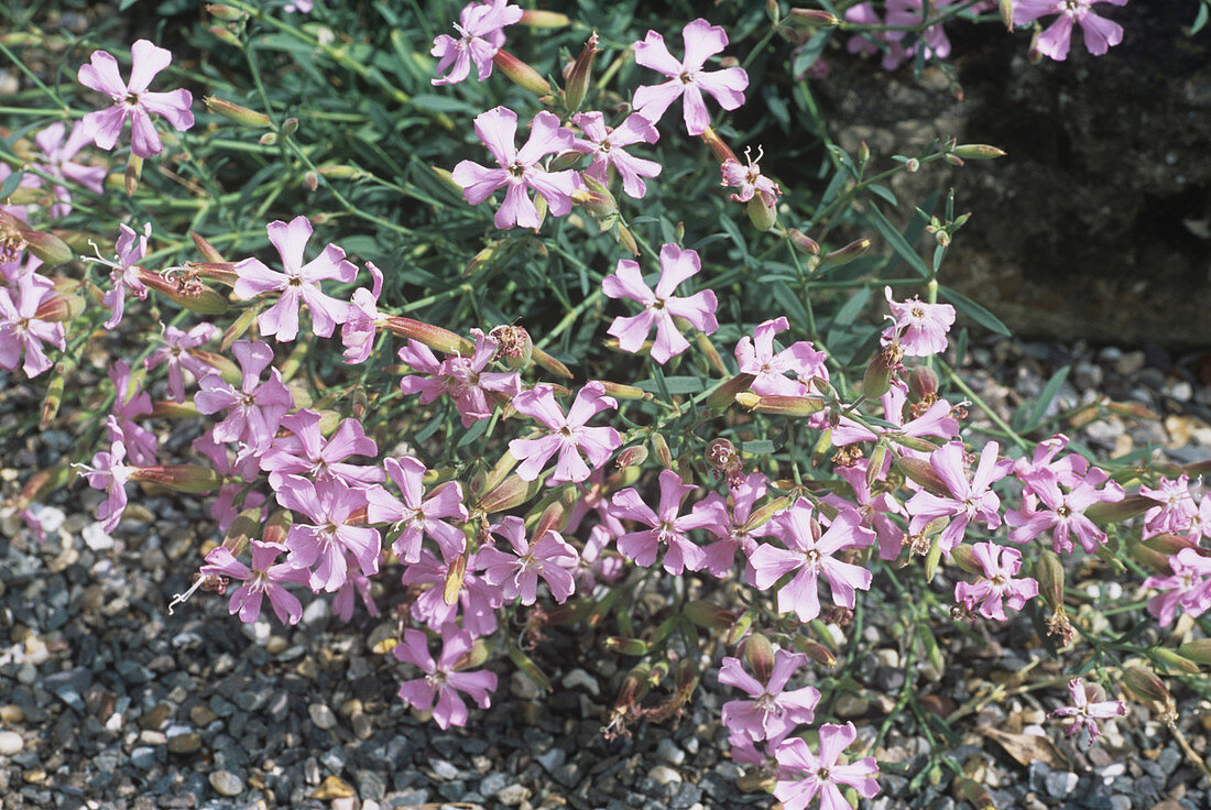 Soapwort (Saponaria sicula intermedia)