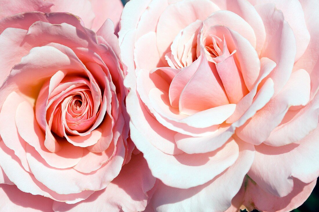 Roses (Rosa 'Sexy Rexy')
