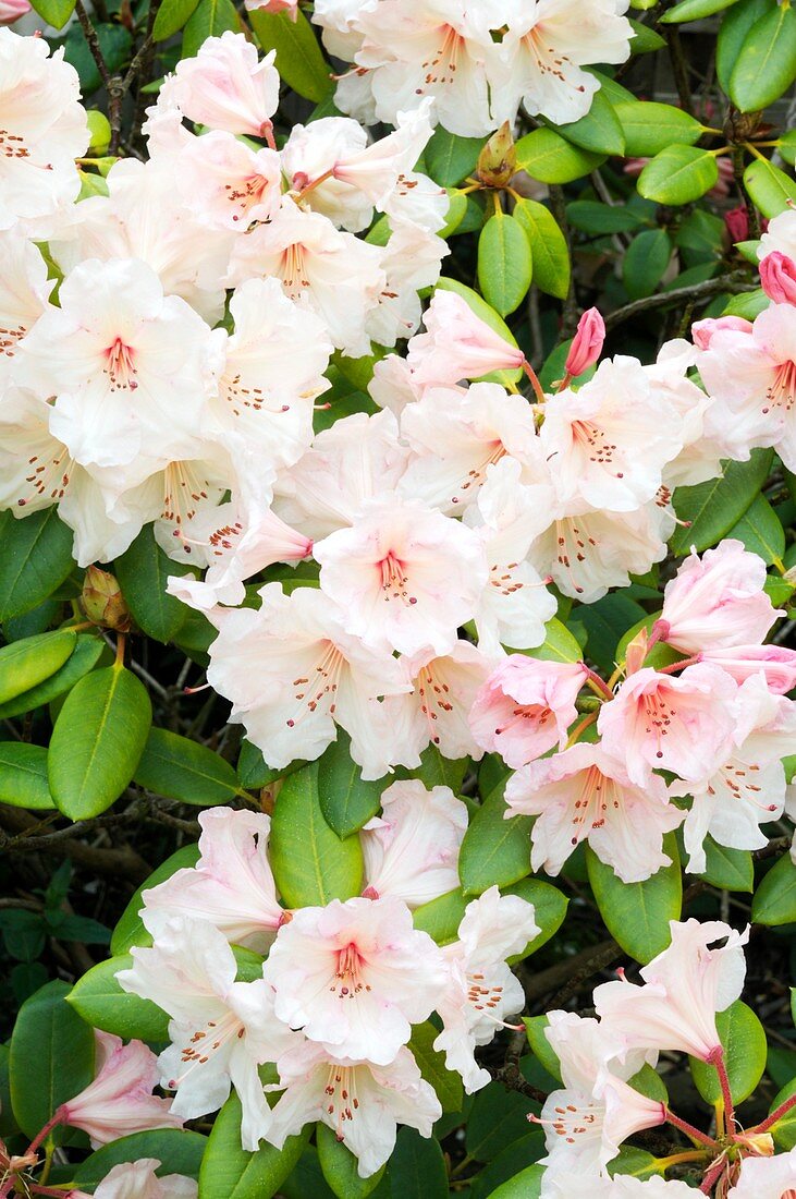 Rhododendron 'Virginia Richards' flowers