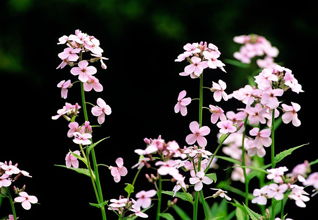 Saponaria officinalis