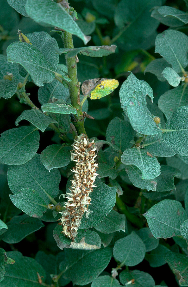 Salix lanata