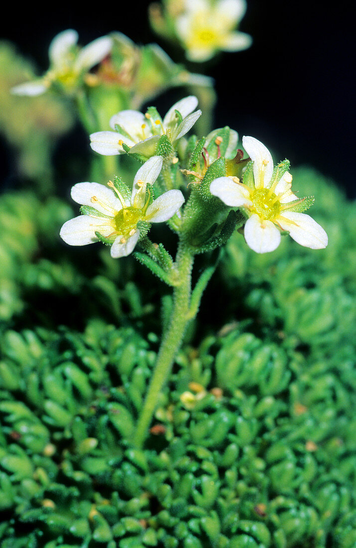 Saxifrage (Saxifraga ampullacea)