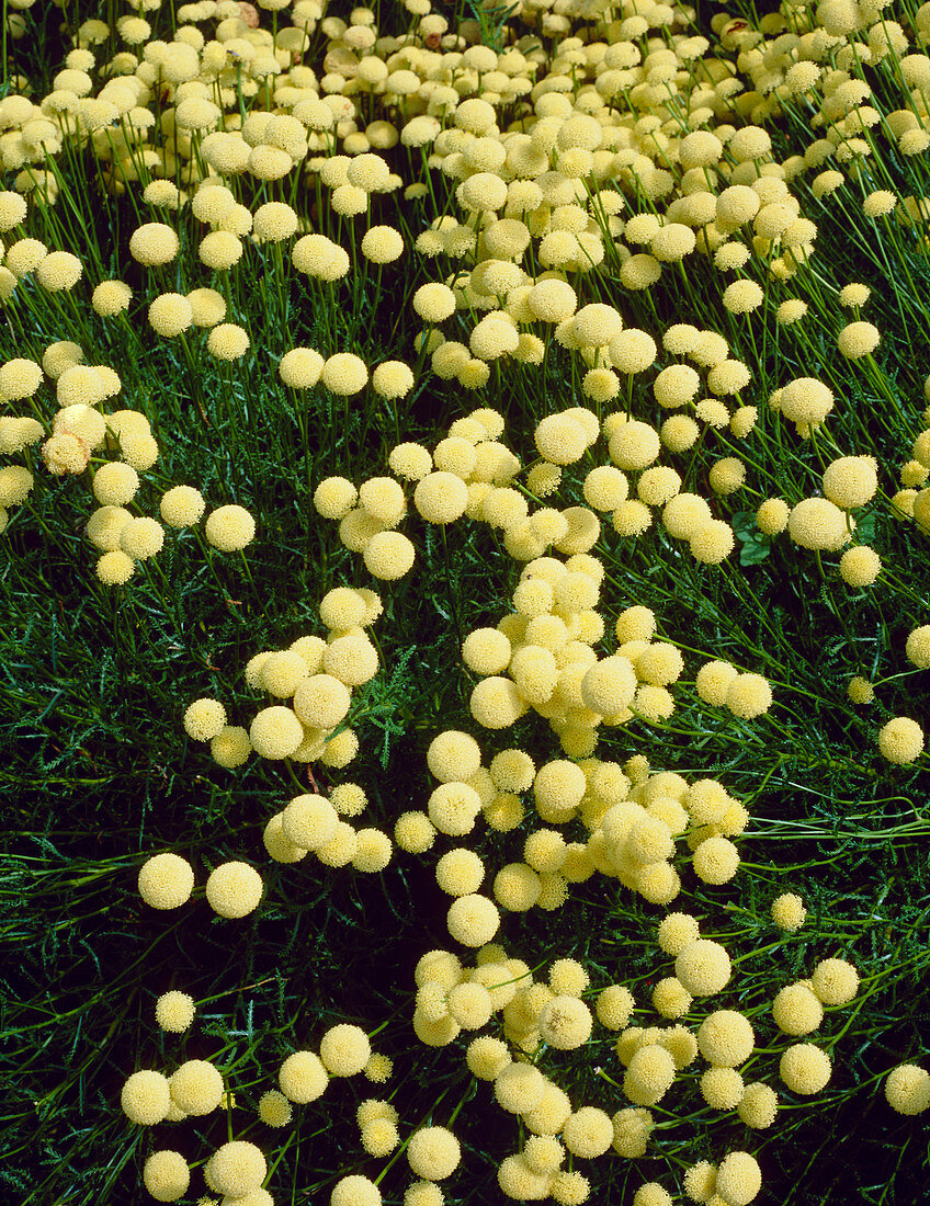 Santolinia flowers