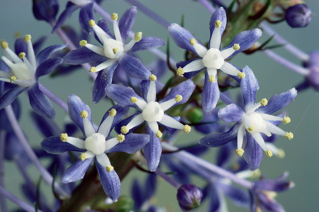 Blue hyacinth (Scilla natalensis)