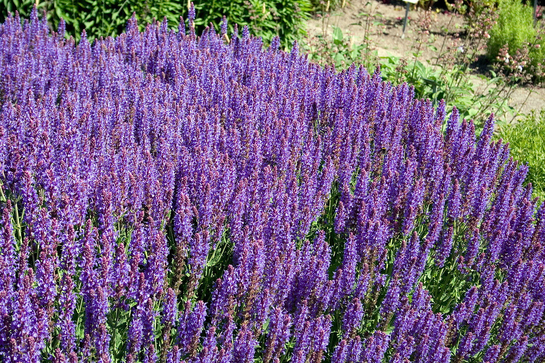 Salvia nemorosa 'Blauhugel'