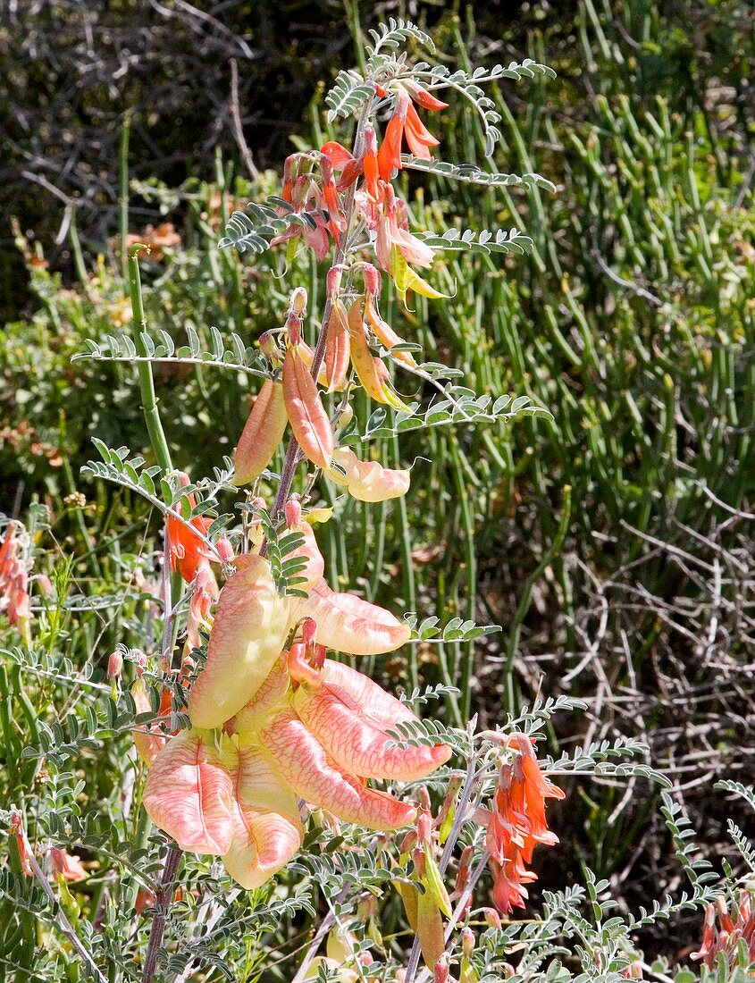 Cancer bush (Sutherlandia frutescens)
