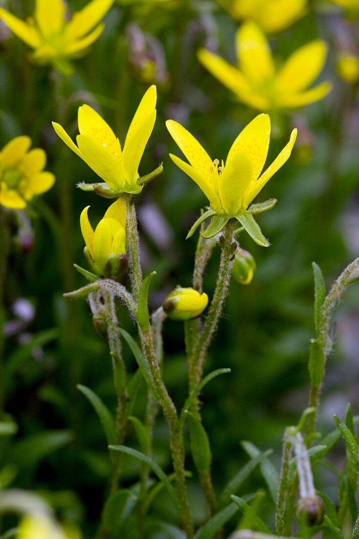 Marsh saxifrage (Saxifraga hirculus)