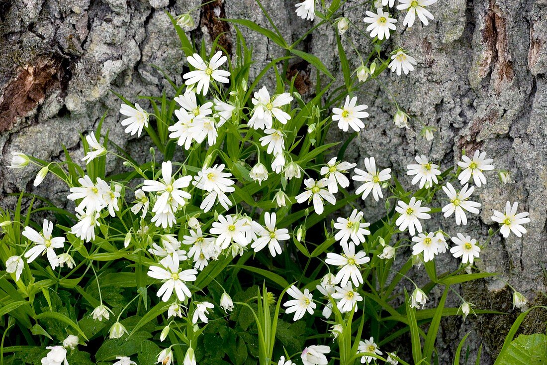 Greater stitchwort (Stellaria holostea)