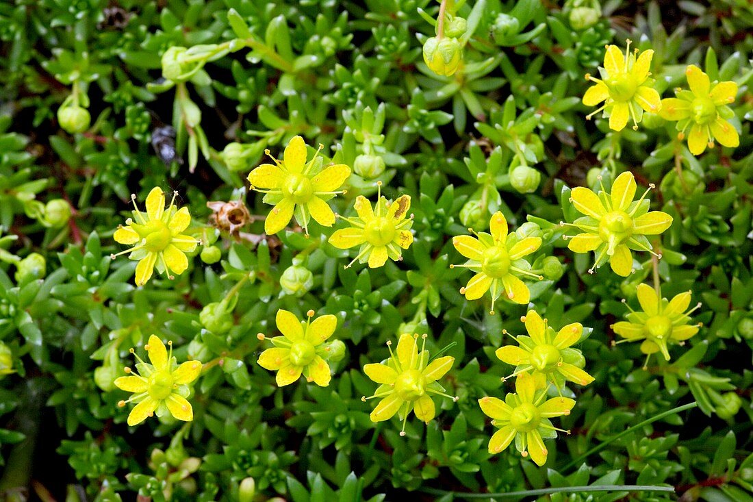 Saxifraga aizoides flowers