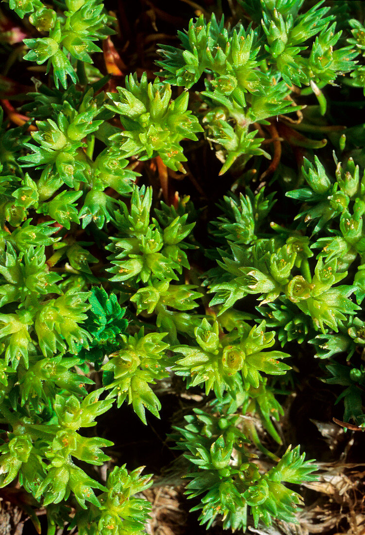 German knotweed (Scleranthus annuus)
