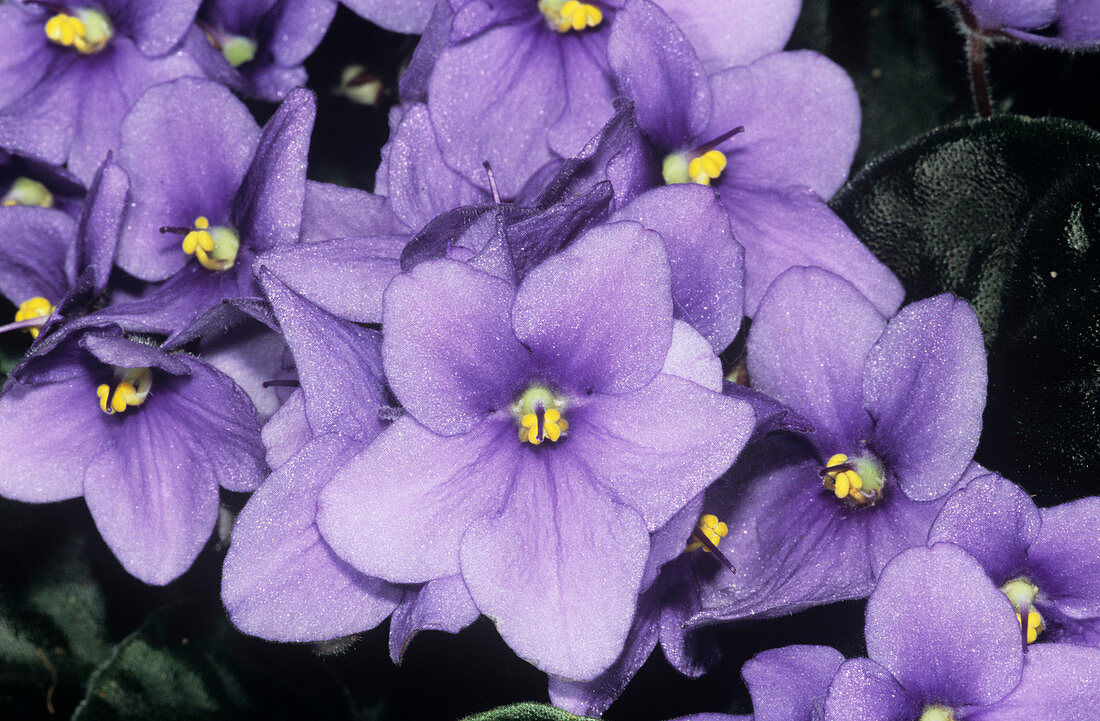 African violet (Saintpaulia ionantha)