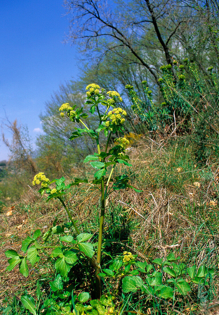 Alexanders (Smyrnium olusatrum)