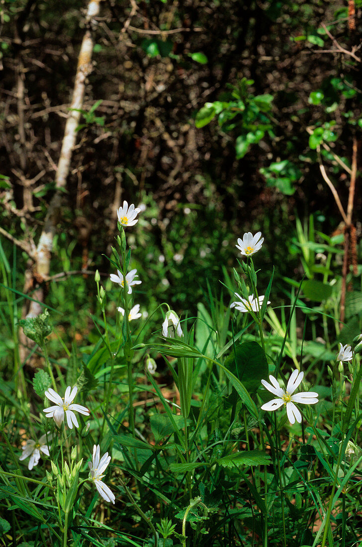 Greater stitchwort (Stellaria holostea)