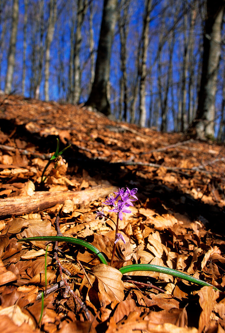 Scilla (Scilla bifolia)