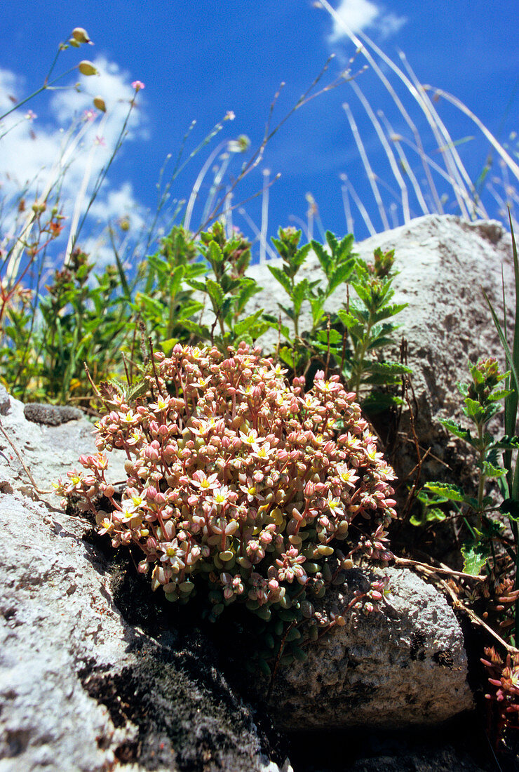 Corsican stonecrop (Sedum dasyphyllum)