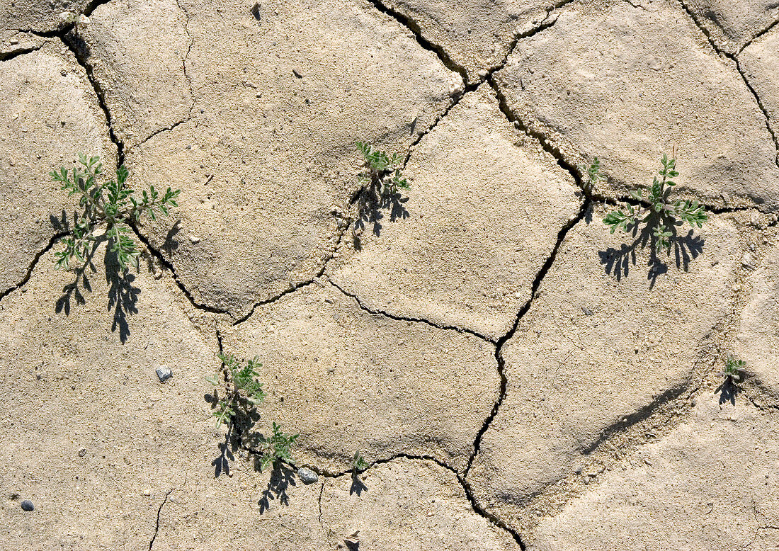 Desert rockcress (Sibara deserti)