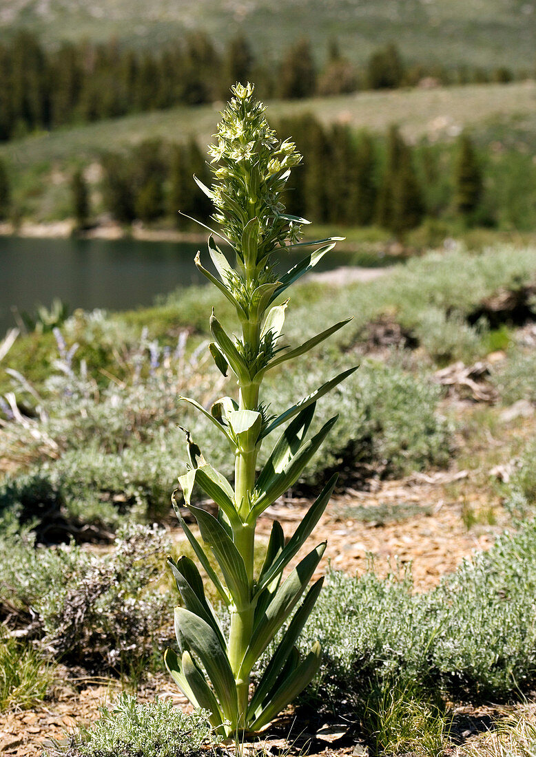 Monument plant (Swertia radiata)