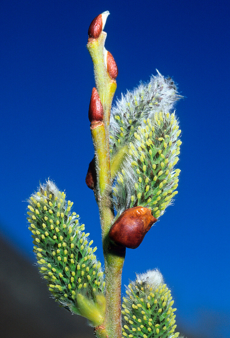 Female pussy willow catkins