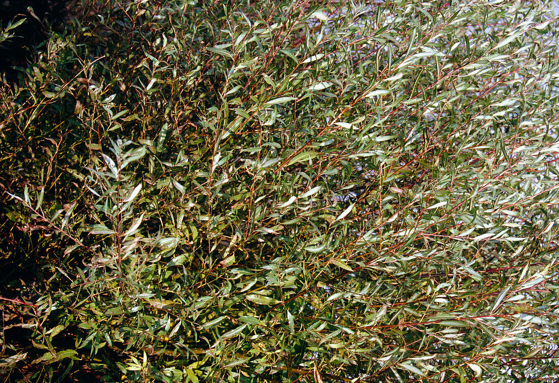 Common osier (Salix viminalis)